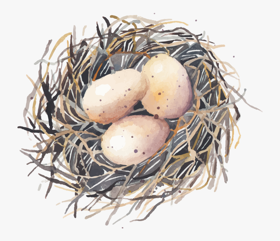 Drawing Egg Watercolor Clipart Royalty Free Library - Nest With Eggs Png Watercolour, Transparent Clipart