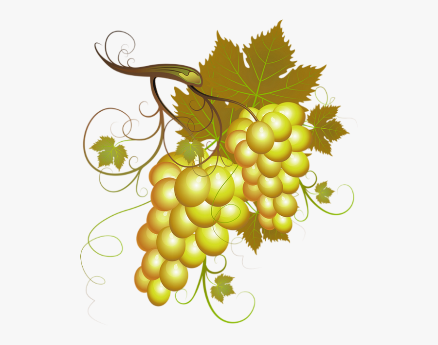 Raisin Png, Tube Fruit, Vendanges - White Grape Cliparts, Transparent Clipart