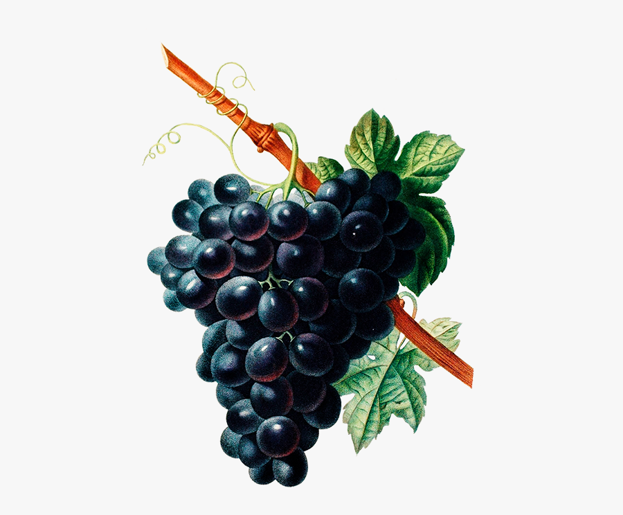 Black Grapes - Fruit And Flower Drawing, Transparent Clipart