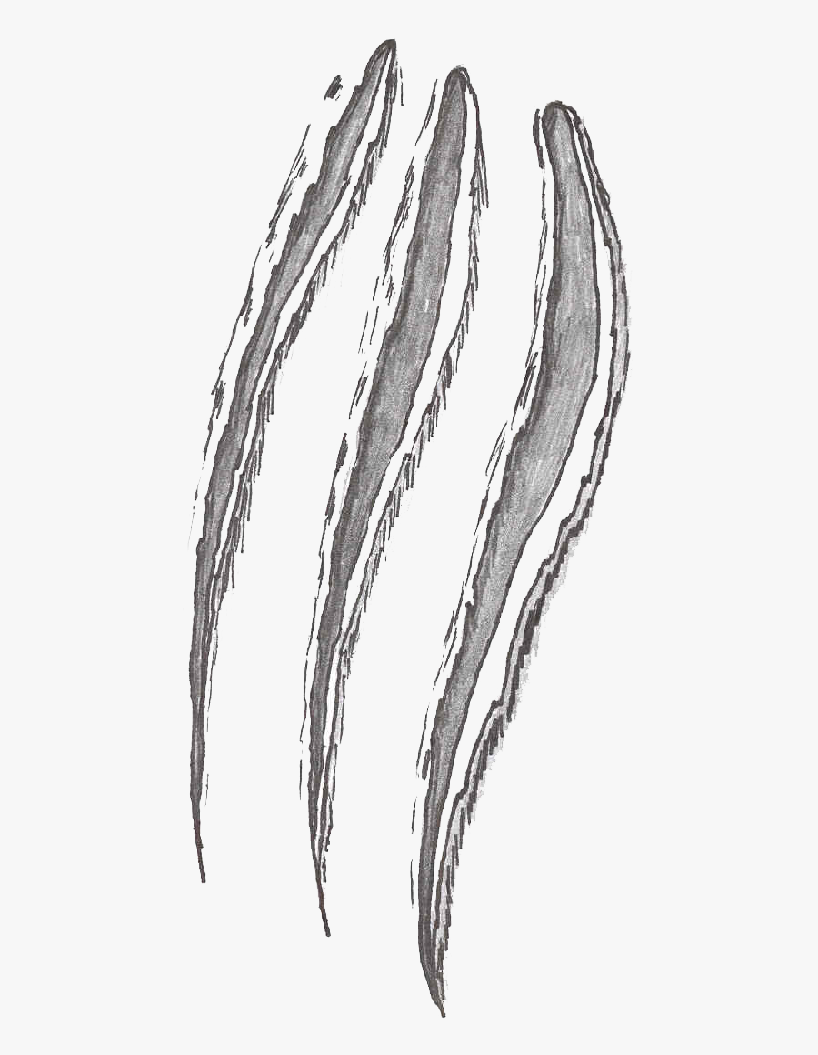 Transparent Scratches Png - Scratch Png, Transparent Clipart