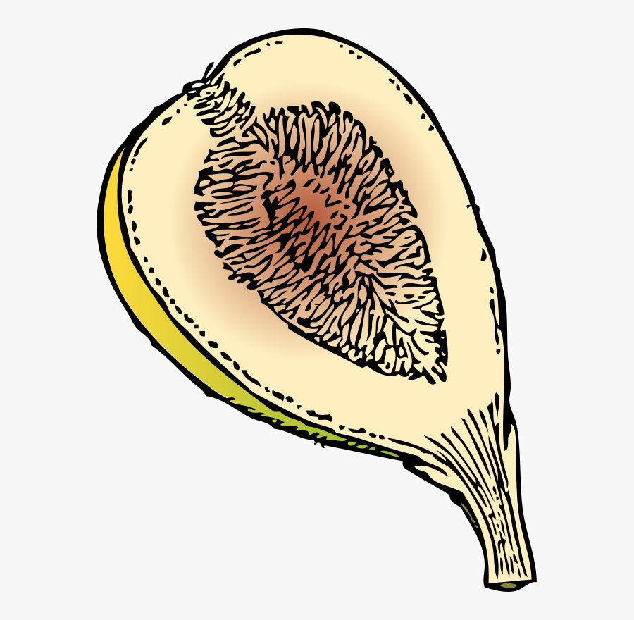 Free Clipart Fig In Section Johnny Automatic - Fig Clip Art, Transparent Clipart