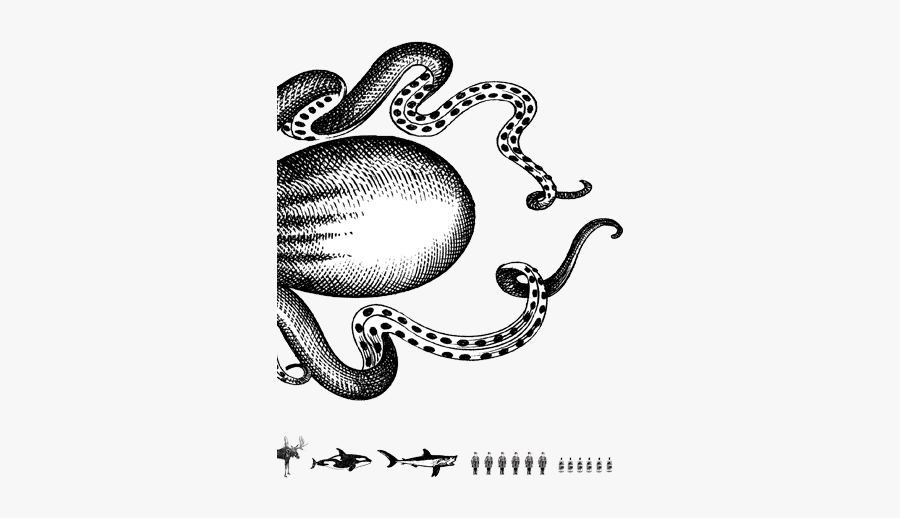 Kraken Rum, Transparent Clipart