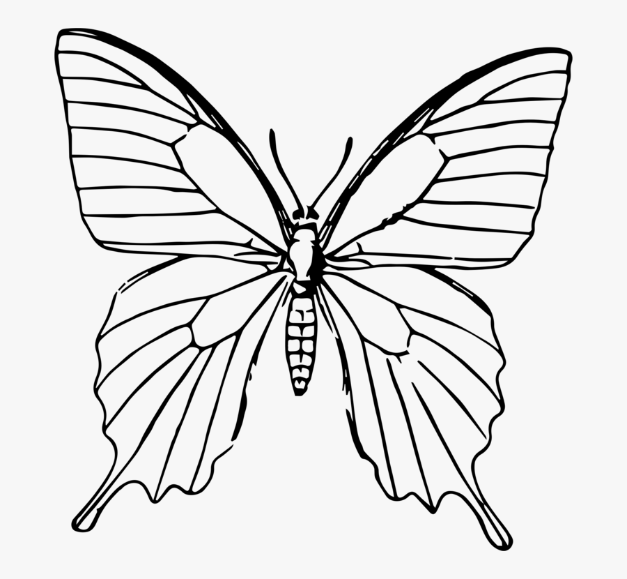 Transparent Butterfly Clipart Png Black And White - Butterfly Drawing For Painting, Transparent Clipart