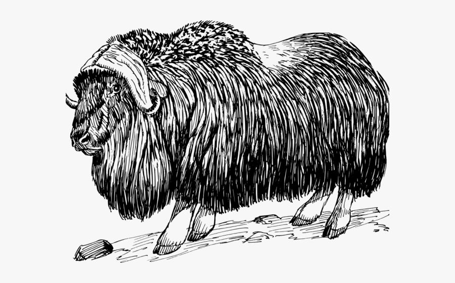Musk Ox Black And White, Transparent Clipart