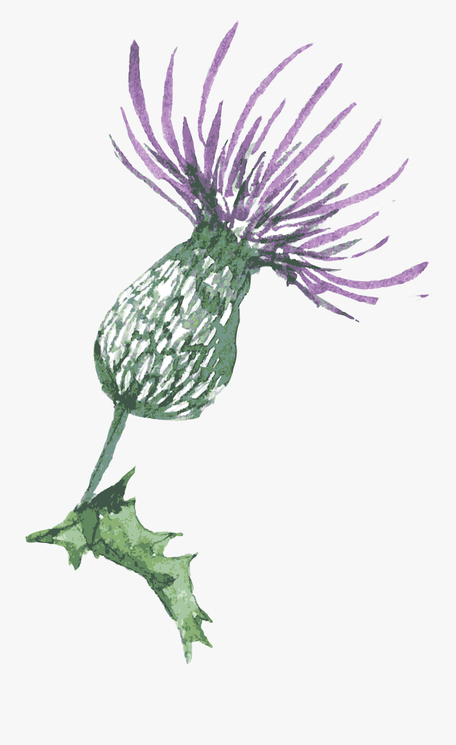 Featured image of post Scotch Thistle Scottish Thistle Drawing Scotch thistle cotton thistle heraldic thistle woolly thistle