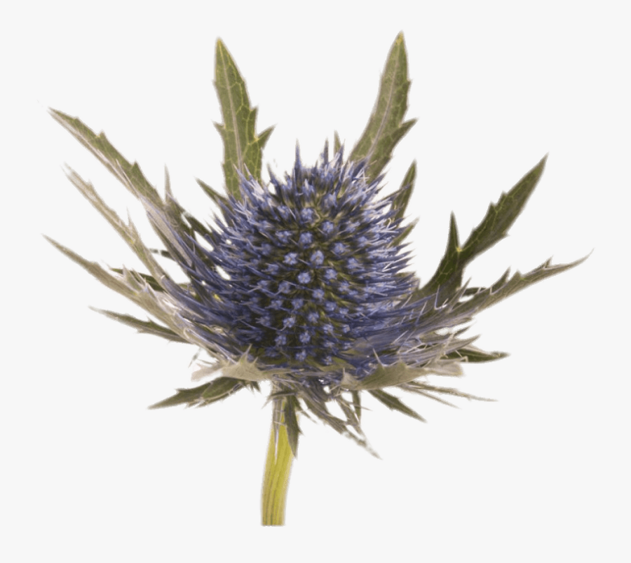 Large Blue Thistle - Blue Thistle Flower, Transparent Clipart