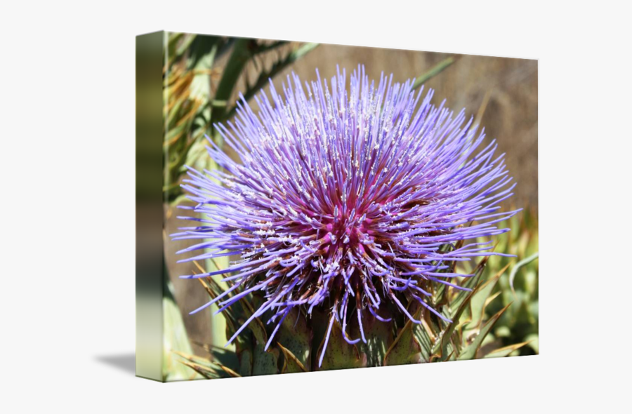 Clip Art Bull Flower By Nobodyhikesinla - Distaff Thistles, Transparent Clipart