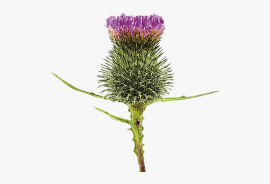 Blossoming Thistle - Spear Thistle, Transparent Clipart