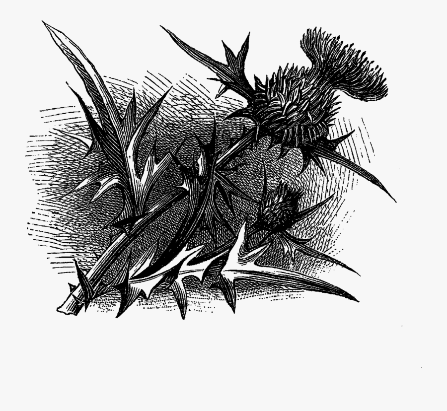 Wildflower Floral Image Transfer Printable Flower Clipart - Sketch, Transparent Clipart