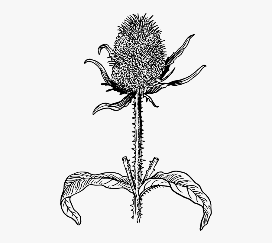 Line Art,plant,flora - Cardo Dibujo, Transparent Clipart