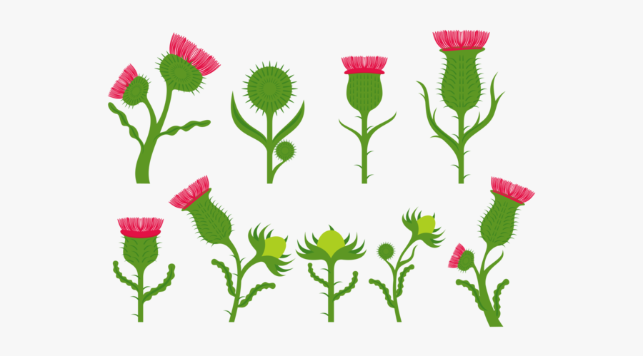 Thistle Blumenvektoren - Thistle Clipart Transparent, Transparent Clipart
