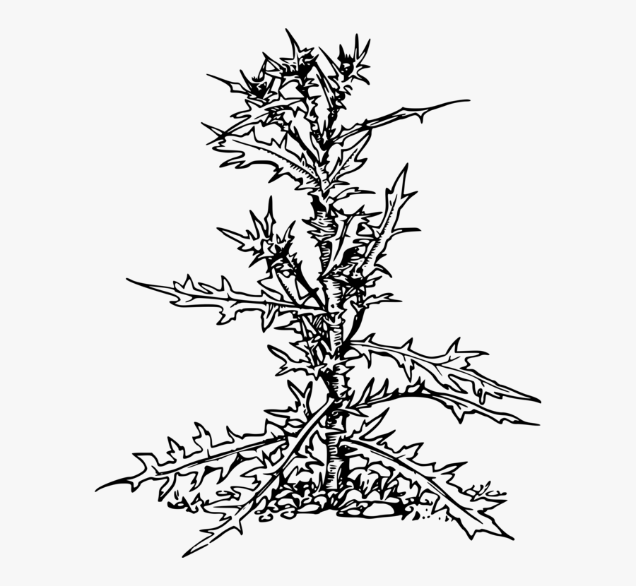 Line Art,plant,flora - Drawing, Transparent Clipart