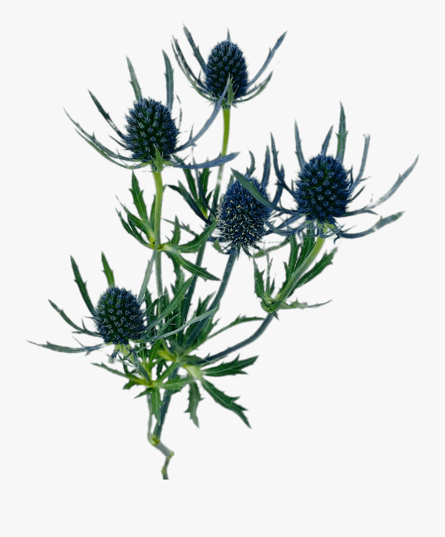 Blue Thistle - Distaff Thistles, Transparent Clipart