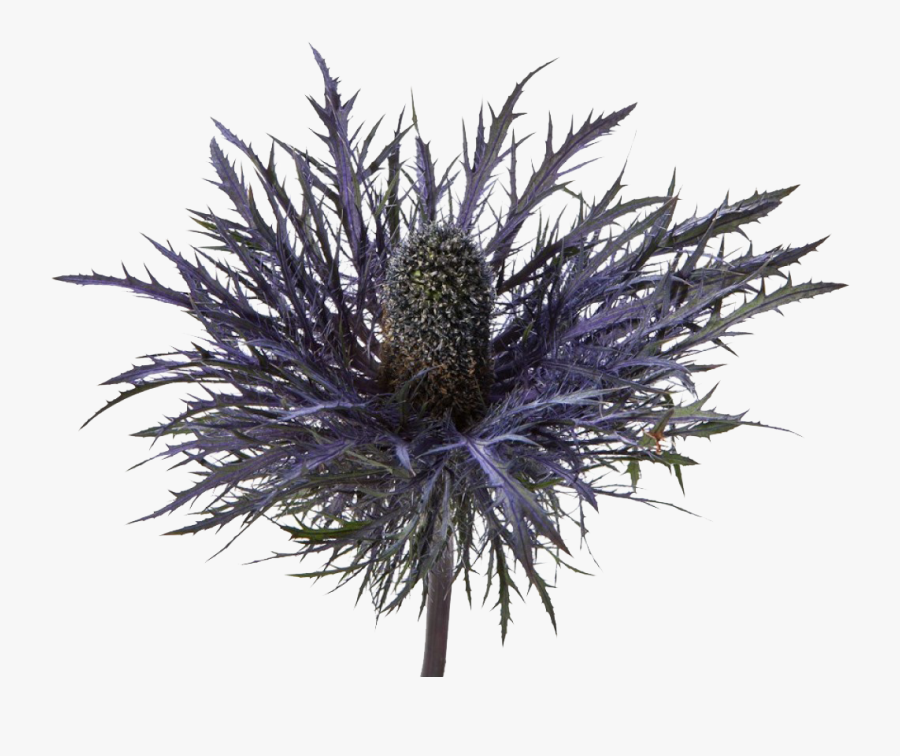 Clip Art Blue Thistle Flowers - Eryngium Thistle Blue, Transparent Clipart