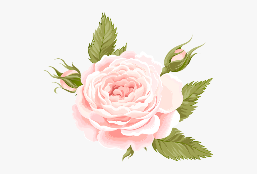 Garden Roses, Transparent Clipart