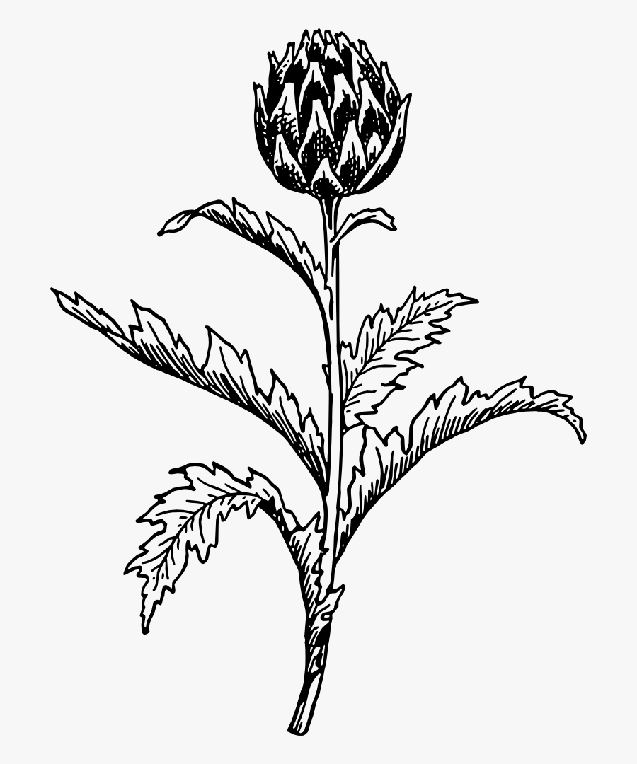 Monochrome - Artichoke Illustration, Transparent Clipart