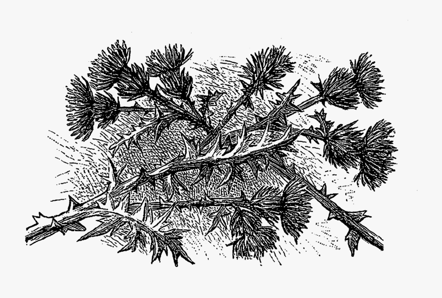 Illustration, Transparent Clipart