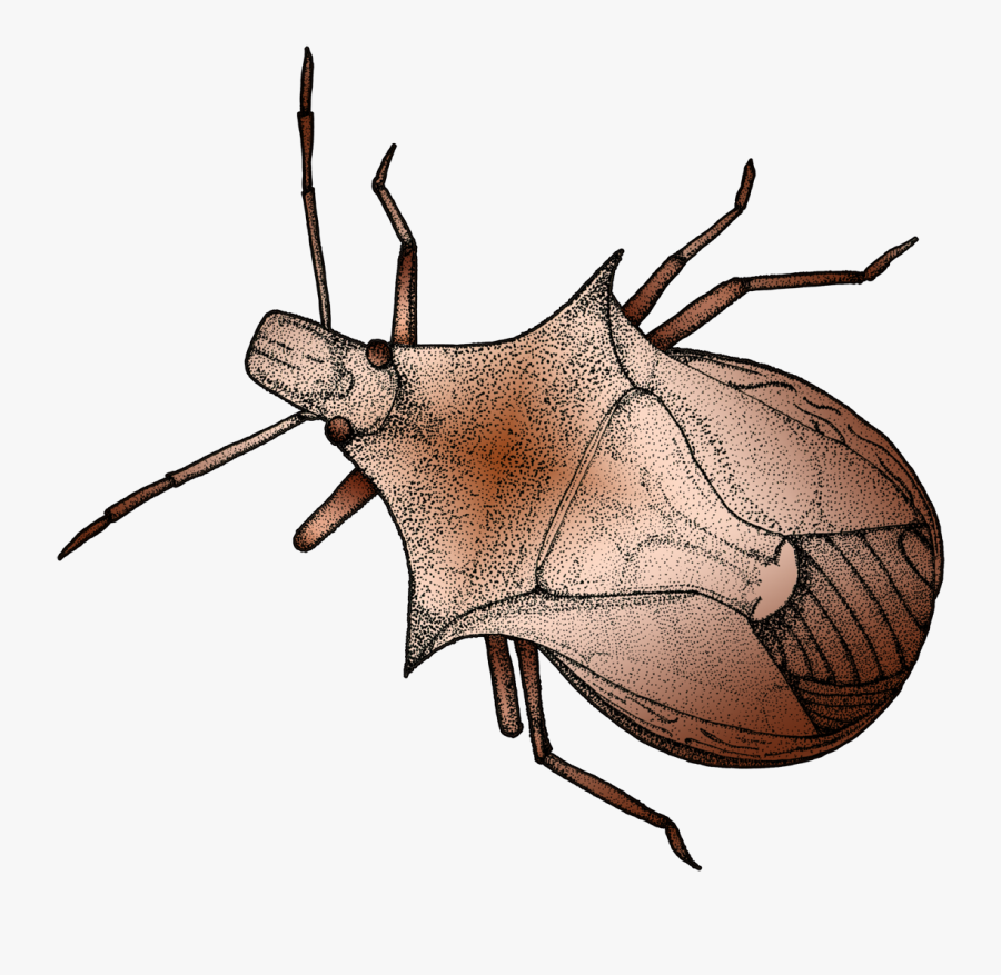 Insect Clipart Stink Bug - Japanese Rhinoceros Beetle, Transparent Clipart