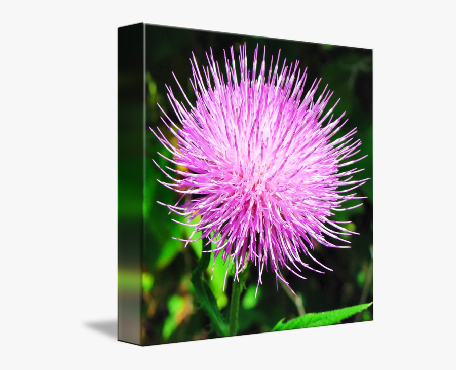 Clip Art Burdock Weed - Distaff Thistles, Transparent Clipart