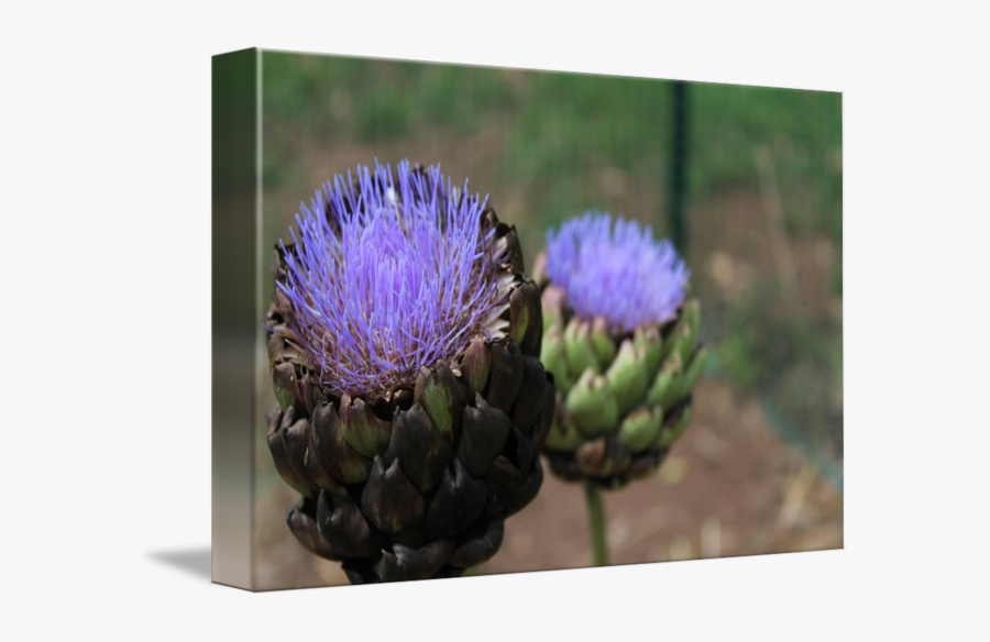 Clip Art By Leon Burns - Distaff Thistles, Transparent Clipart