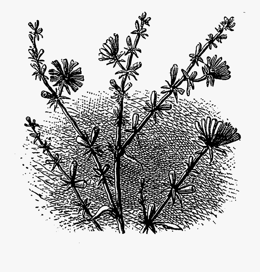 Drawing, Transparent Clipart