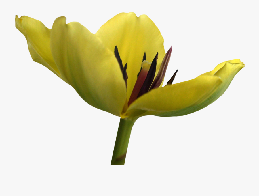 43 Tulip Flower Png And Transparent Images Free Lily