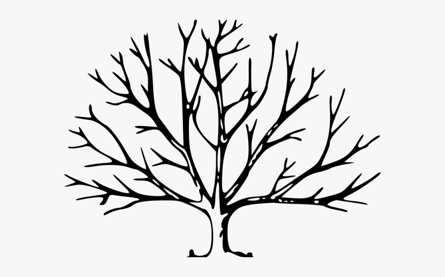 Drawn Tree Pecan - Leave Less Tree Drawing, Transparent Clipart