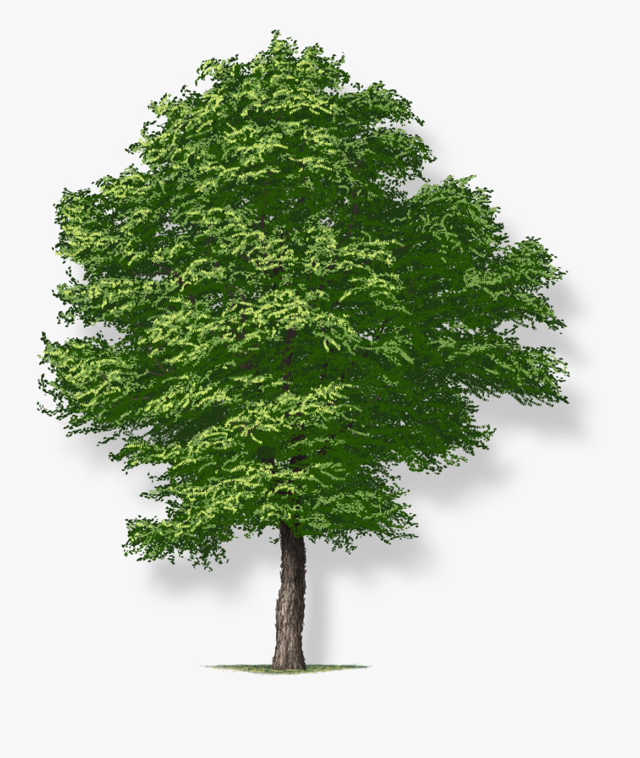 Free Image Of Tree - Tree Png, Transparent Clipart