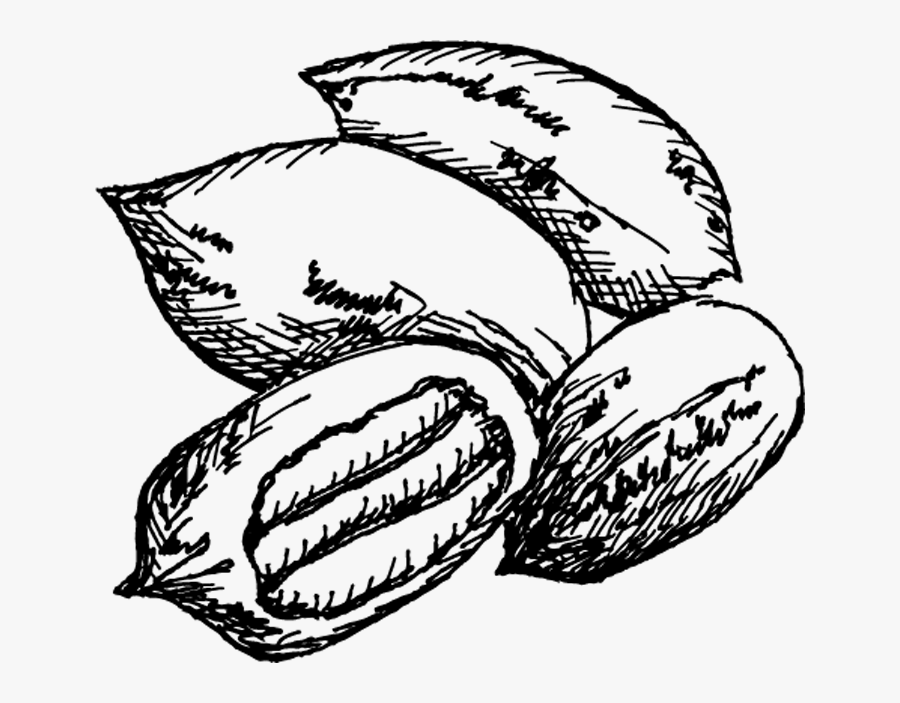 Pecan Trees For Sale - Pecan Tree Black And White , Free Transparent Clipar...