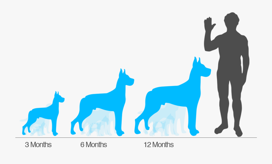 Clip Art Puppy Height Chart - Wolf Compared To Human Size, Transparent Clipart