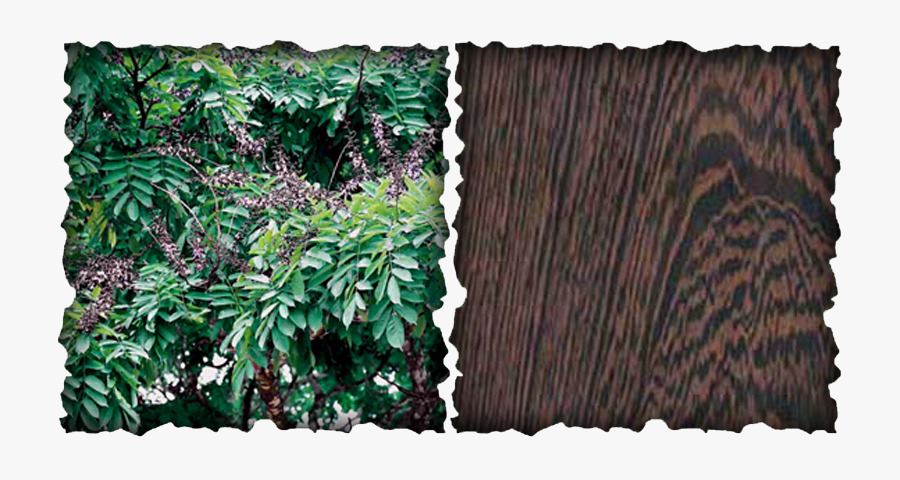 Clip Art Wood Properties Millettia Laurentii - Rosewood Tree In Ghana, Transparent Clipart