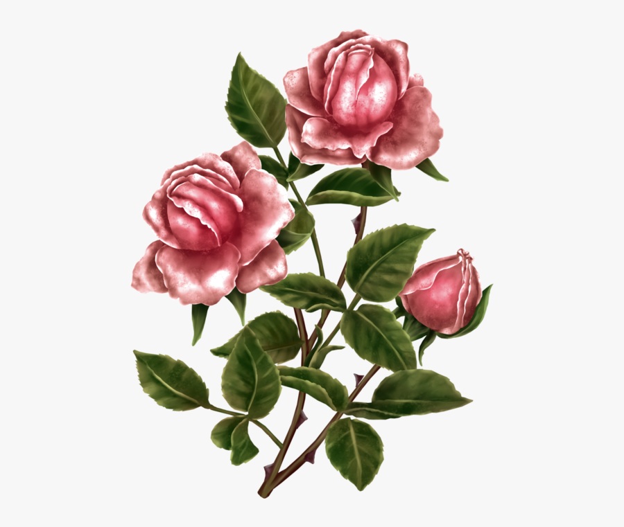 Garden Roses, Transparent Clipart