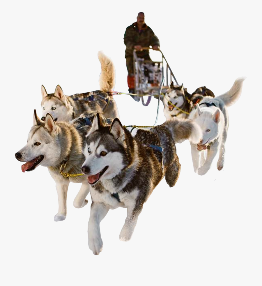 Sled Dog Png Hd - Dog Sled Transparent Background, Transparent Clipart