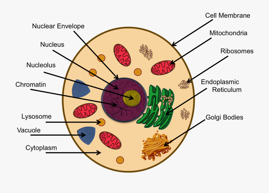 Clip Art Ribosomes Diagram - Cytoskeleton In Animal Cell Project, Transparent Clipart