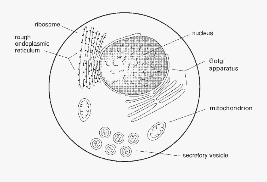 Cell Drawing Nucleus For Free Download - Sketch Diagram Of Ribosome, Transparent Clipart