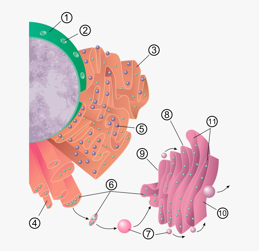 1 Nucleus 2 Nuclear Pore 3 Rough Endoplasmic Reticulum Protein