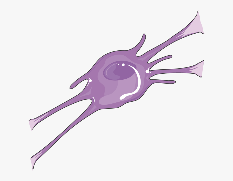 Oligodendrocyte Png, Transparent Clipart