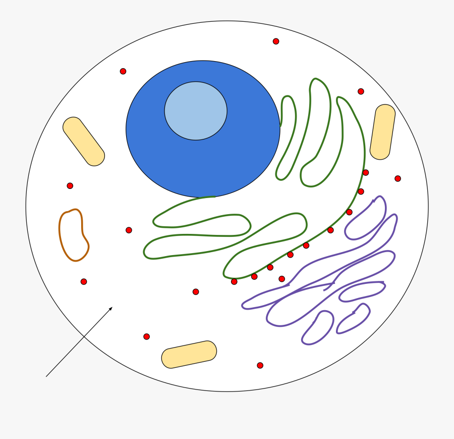 Clip Art File Svg Wikimedia Commons - Cell Draiwng, Transparent Clipart