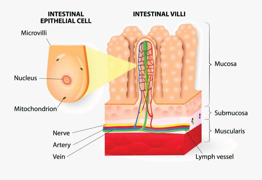 Small Intestine Cells Diagram, Transparent Clipart