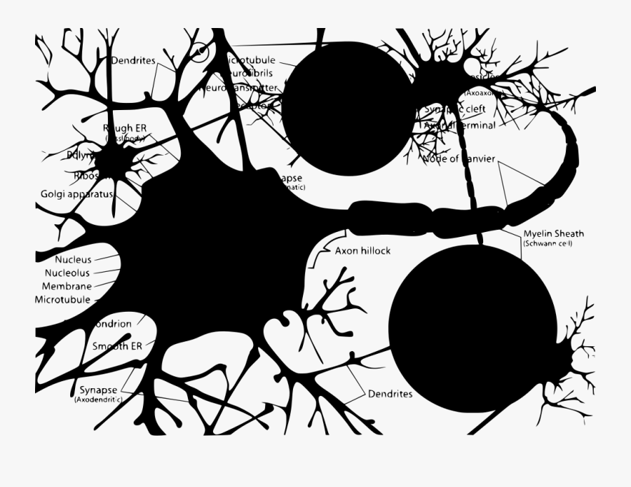 Transparent Golgi Apparatus Clipart - Nerve Cell With Organelles, Transparent Clipart