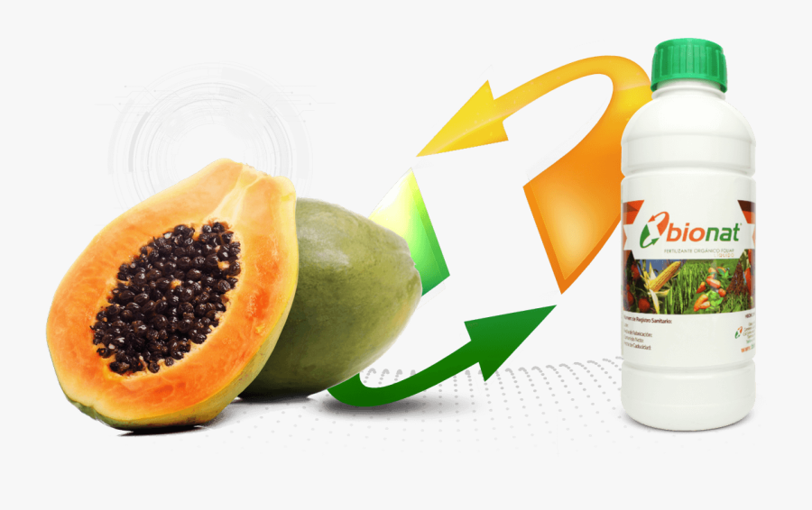 Transparent Papaya Png - Papája Png, Transparent Clipart