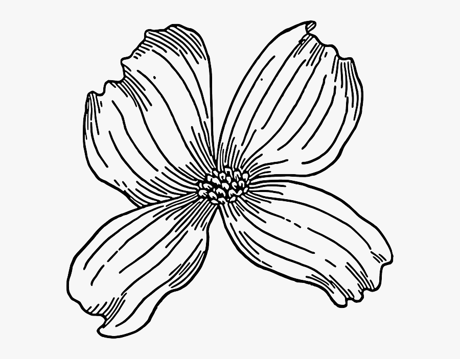 Dogwood Clip Art, Transparent Clipart