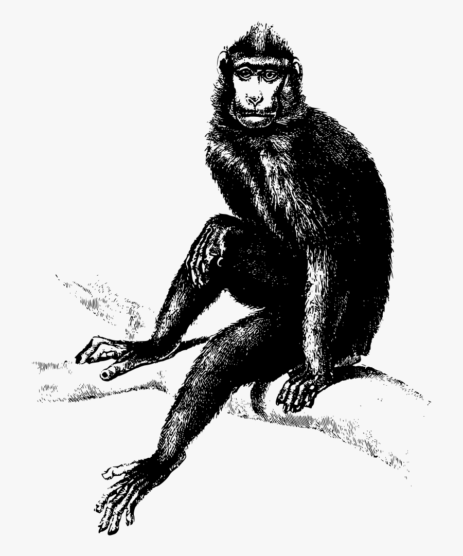 Baboon Monkey - Baboon Chimpanzee Gorilla, Transparent Clipart