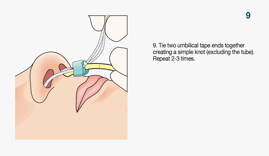 Amt Bridle™ Family - Illustration, Transparent Clipart