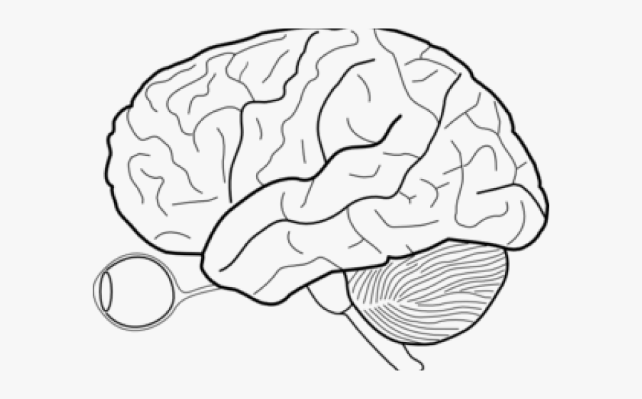 Blank Brain, Transparent Clipart