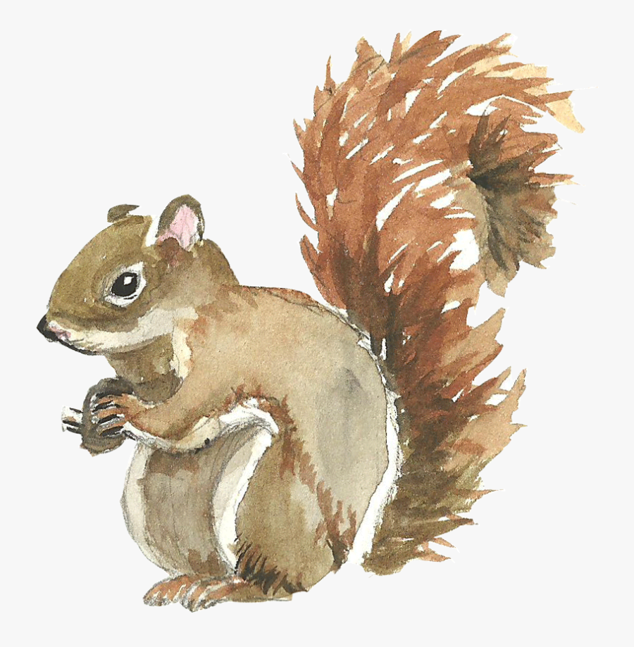 Squirrel Watercolor Painting - Watercolor Animal With No Background, Transparent Clipart