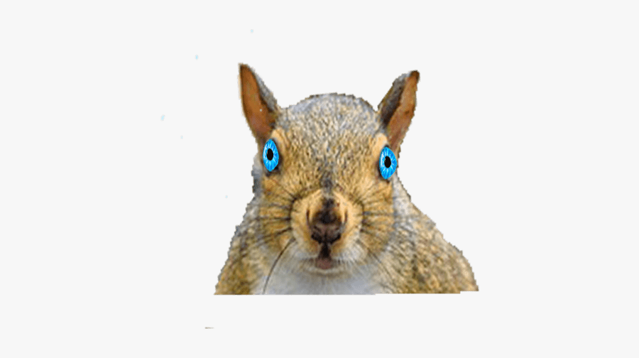 Clip Art Funny Squirrel Photos - Abert's Squirrel, Transparent Clipart