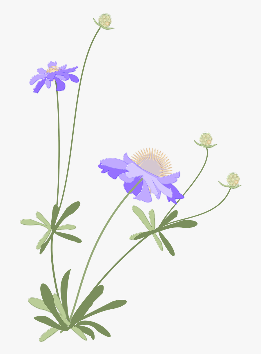 Scabiosa,japanese Style,autumn,flower,free Pictures, - Scabiosa Png, Transparent Clipart