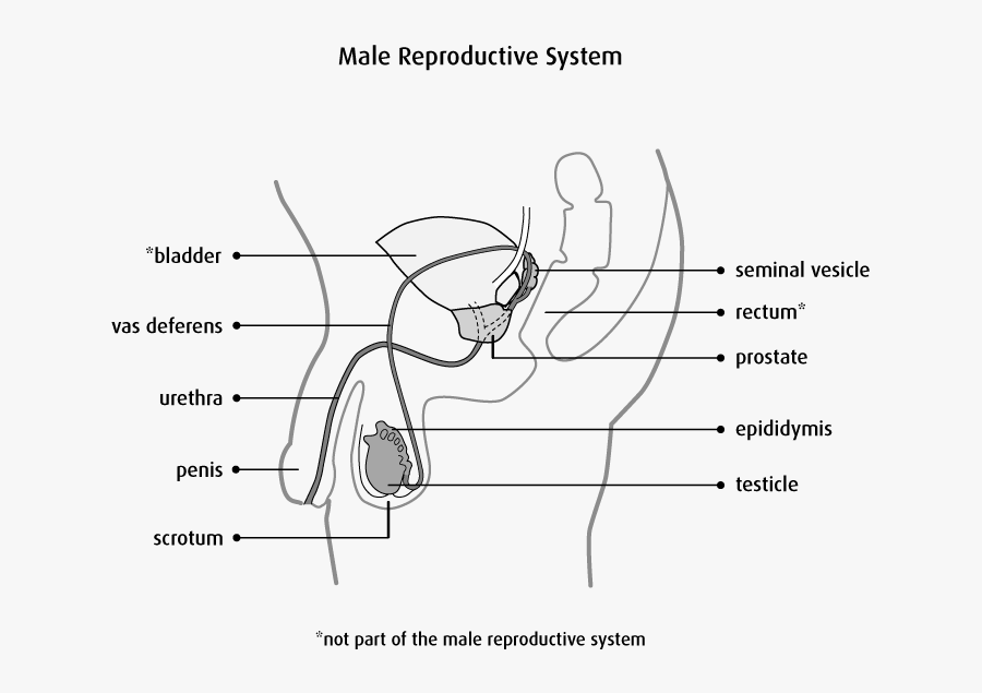 Clip Art Man Testis Image - Parts Of Testes, Transparent Clipart