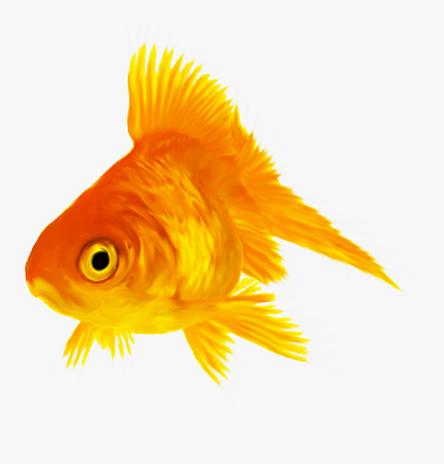 Goldfish, Transparent Clipart